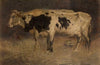 Cows