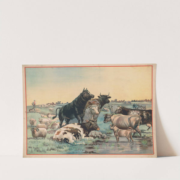 Cows and sheep in a pasture, with six cows looking out at the viewer (1892) by Calvert Litho. Co