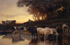 Cows at the Watering Place