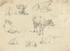 Cows From Various Angles