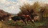 Cows Grazing