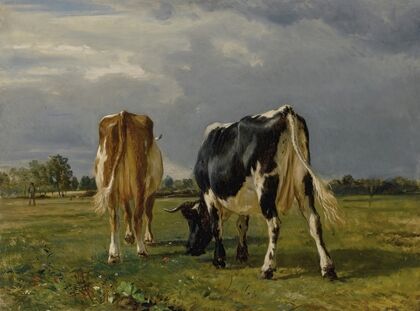 Cows In A Pasture