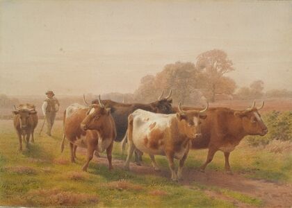 Cows in landscape