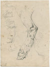 Cow’s paw (1877)