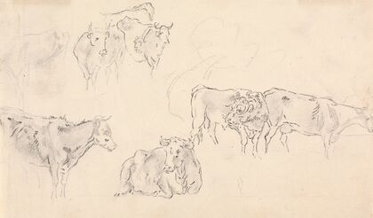 Cows with Bull in the Foreground