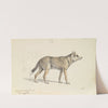 Coyote of Mexico (1837) by Charles Hamilton Smith