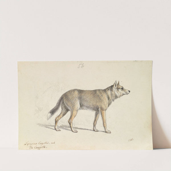 Coyote of Mexico (1837) by Charles Hamilton Smith