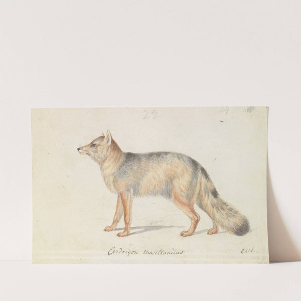 Crab-eating Fox (1837) by Charles Hamilton Smith