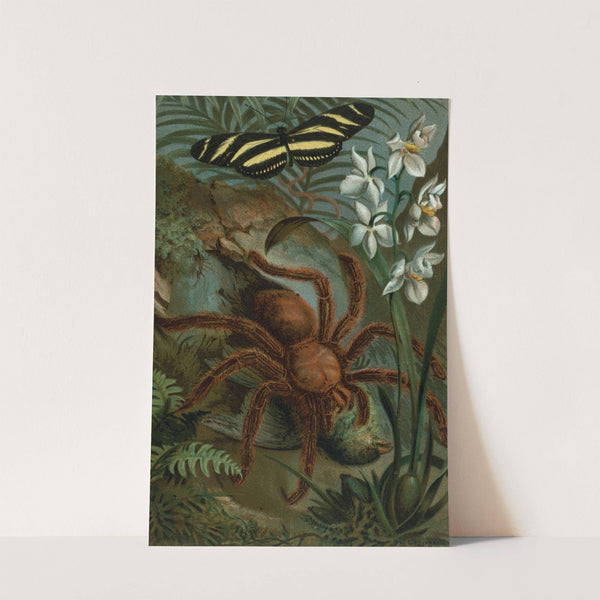 Crab-Spider, or Matoudou. by John George Wood