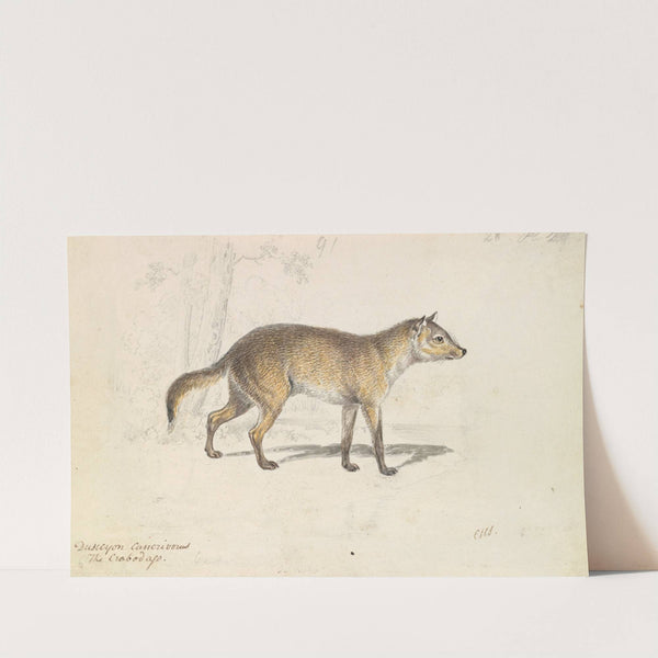 Crabodago Aguara Fox (1837) by Charles Hamilton Smith