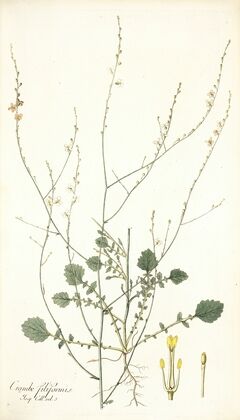 Crambe filiformis