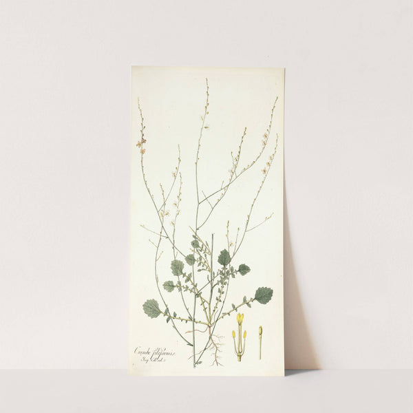Crambe filiformis by Nikolaus Joseph Freiherr von Jacquin