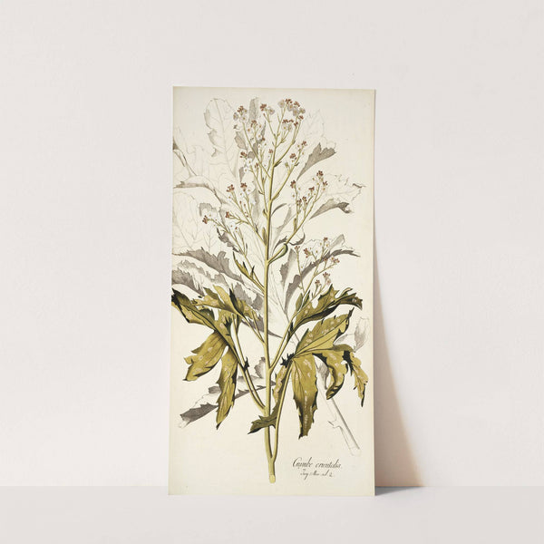 Crambe orientalis by Nikolaus Joseph Freiherr von Jacquin