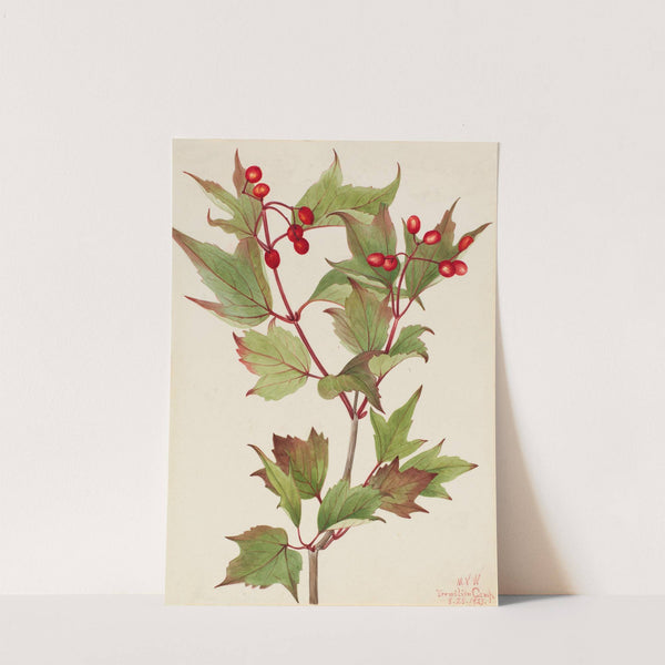 Cranberrybush (Viburnum pauciflorum) (1923) by Mary Vaux Walcott