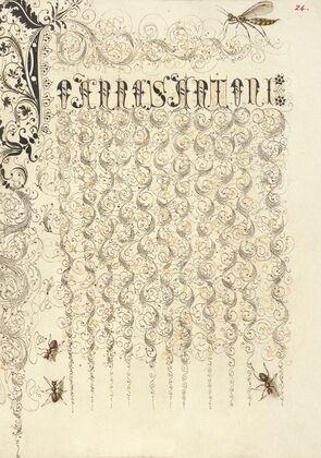 Crane Fly and Ants (1561–1596)