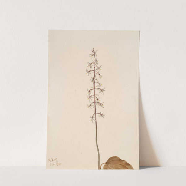 Crane-Fly Orchis (Tipularia uniflora) (1920) by Mary Vaux Walcott