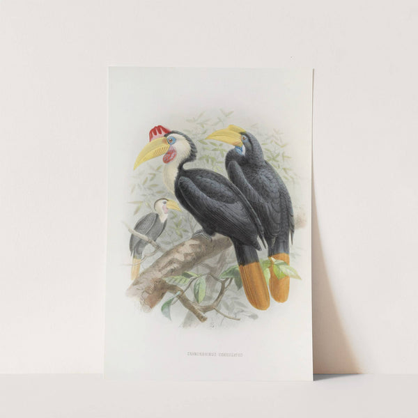 Cranorrhinus corrugatus by Daniel Giraud Elliot