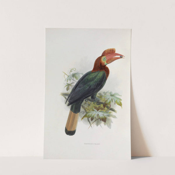 Cranorrhinus waldeni by Daniel Giraud Elliot