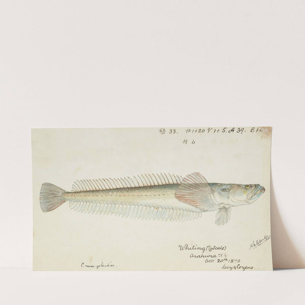 Crapatulus novaezealandiae (NZ): Sand stargazer (1870) by Frank Edward Clarke