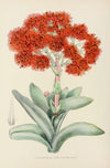 Crassula Falcata