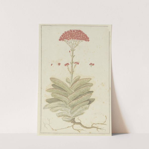 Crassula perfoliata L. (Sekelblaarplakkie) by Robert Jacob Gordon