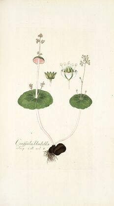 Crassula umbella