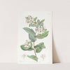 Crataegus-leaved Kageneckia by Sydenham Edwards