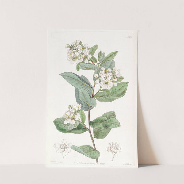 Crataegus-leaved Kageneckia by Sydenham Edwards
