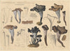 Craterellus cornucopioides (Fr.) Pers. (1915-1945)