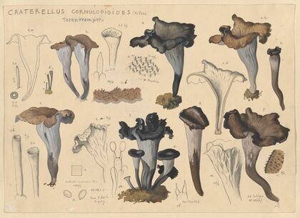 Craterellus cornucopioides (Fr.) Pers. (1915-1945)