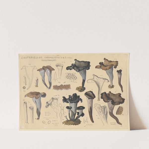 Craterellus cornucopioides (Fr.) Pers. (1915-1945) by Hans Walty