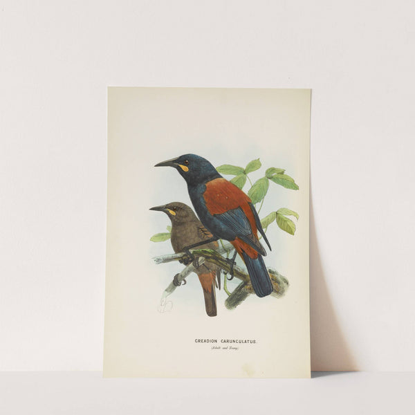 Creadion carnuculatus (1873) by John Gerrard Keulemans