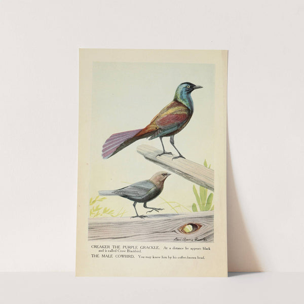 Creaker the Purple Grackle, and the Male Cowbird by Louis Agassiz Fuertes