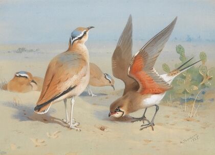 Cream Coloured Courser And Pratincole (1925)