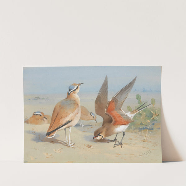 Cream Coloured Courser And Pratincole (1925) by Archibald Thorburn