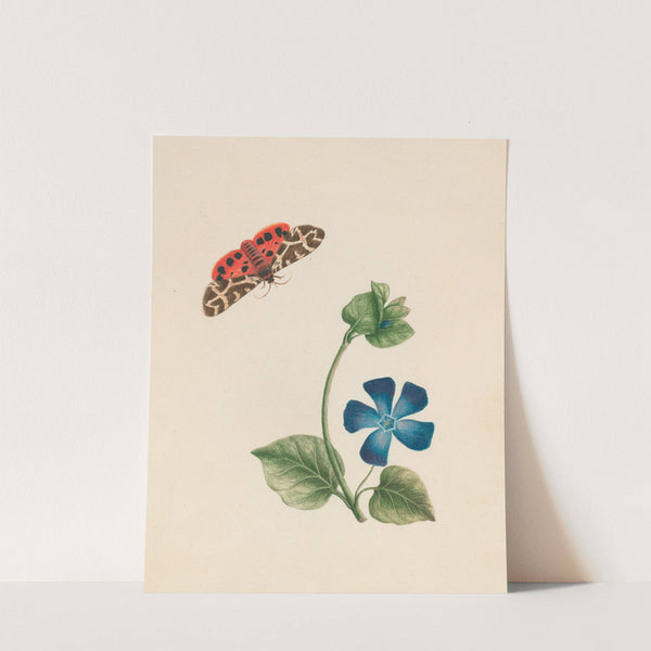 Cream-spot tyger moth, & Vinca major – Periwinkle; England (1789) by R. B. F.