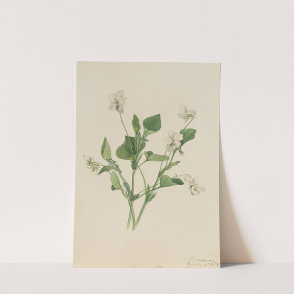 Cream Violet (Viola striata) (1918) by Mary Vaux Walcott