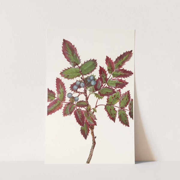 Creeping Hollygrape. (Berberis repens) (1925) by Mary Vaux Walcott