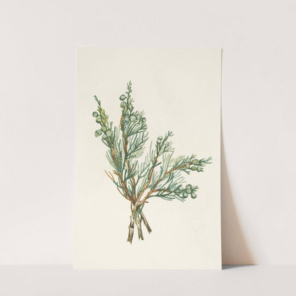 Creeping Juniper. Juniperus horizontalis (1925) by Mary Vaux Walcott