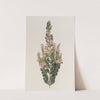 Cremated Boronia by Sydenham Edwards