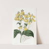 Crenate-flowered Calceolaria by Sydenham Edwards