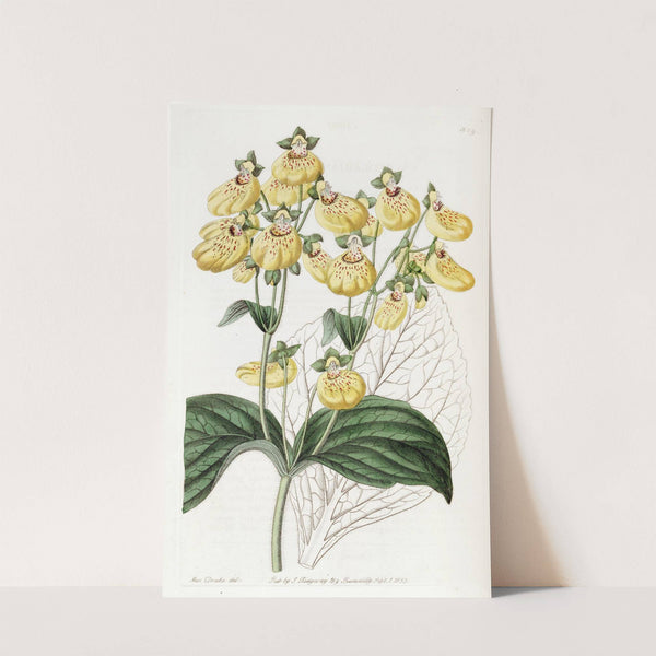 Crenate-flowered Calceolaria by Sydenham Edwards