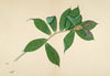 Crepe Ginger Plant