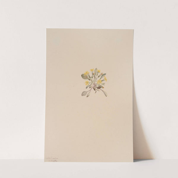 Crepis Elegans (1904) by Mary Vaux Walcott