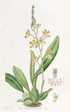 Crescent-lipped Oncidium