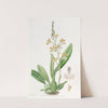 Crescent-lipped Oncidium by Sydenham Edwards