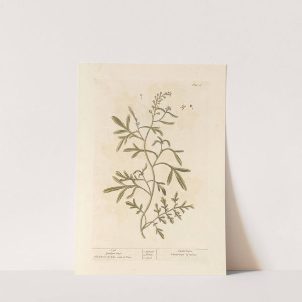 Cress by Elizabeth Blackwell