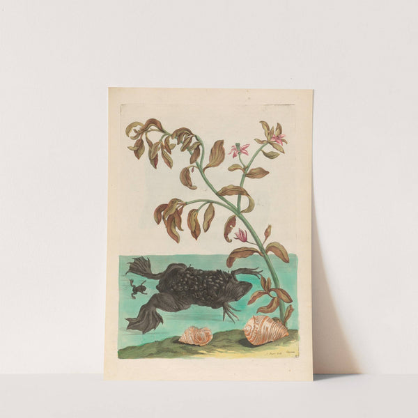 Cresson (1719) by Maria Sibylla Merian