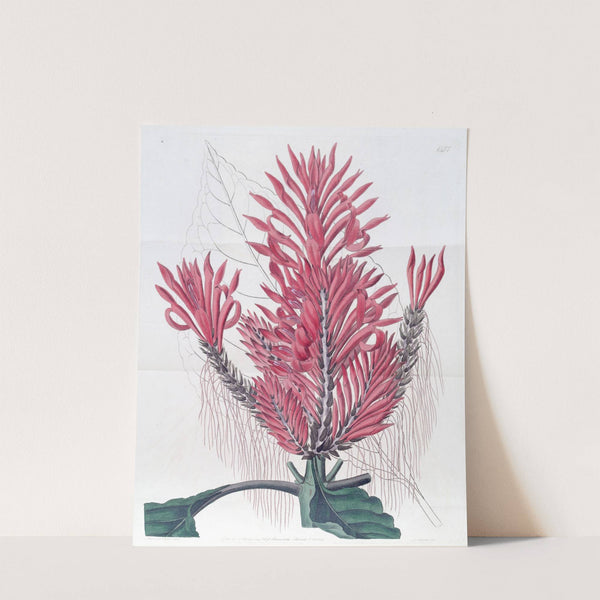 Crested Aphelandria by Sydenham Edwards