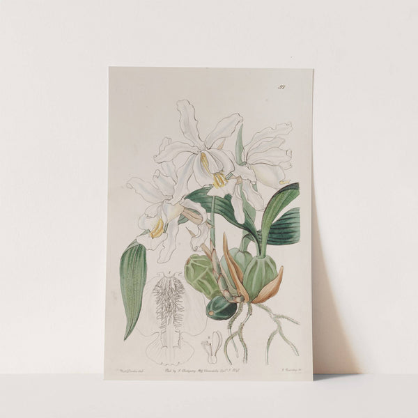 Crested Caelogyne by Sydenham Edwards